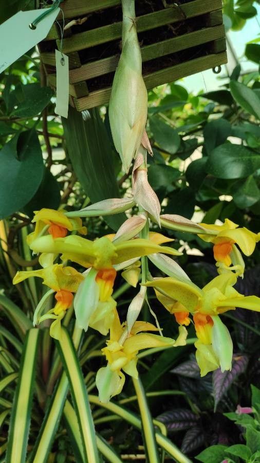 Stanhopea warszewicziana flower