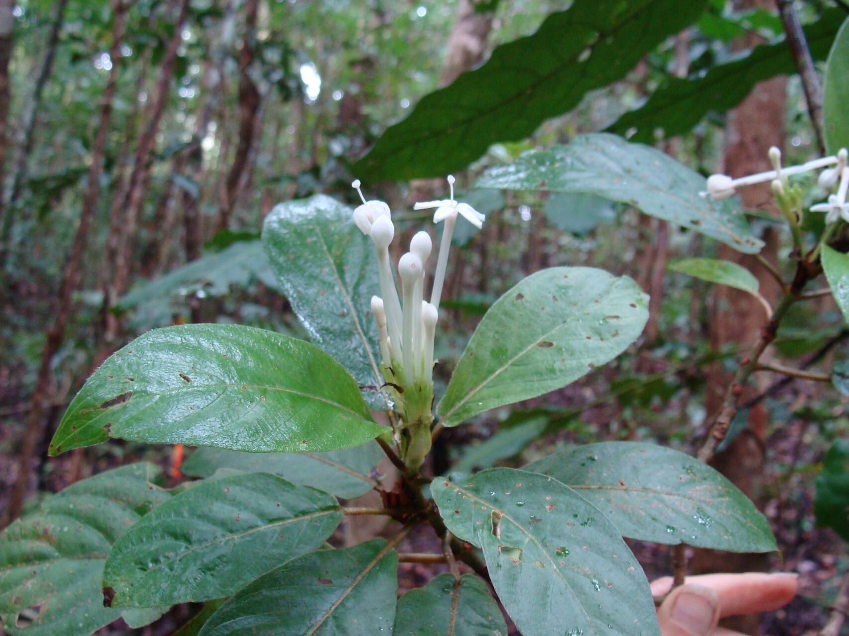 Psychotria pancheri — houseplant care guide