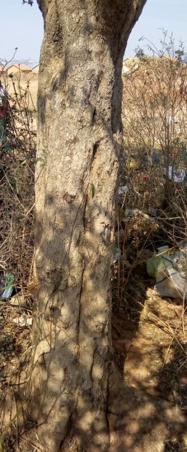 Scolopia zeyheri bark