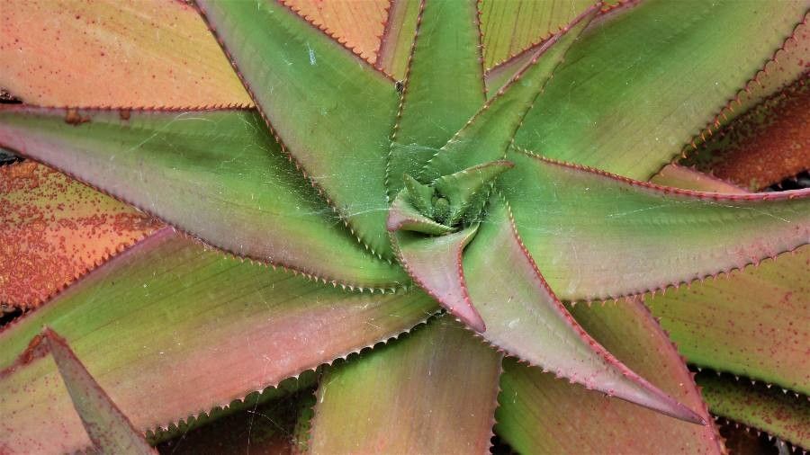 Aloe ukambensis — houseplant care guide