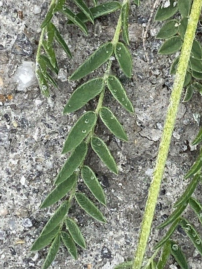 Oxytropis campestris — search result for 'Central and southern Europe'