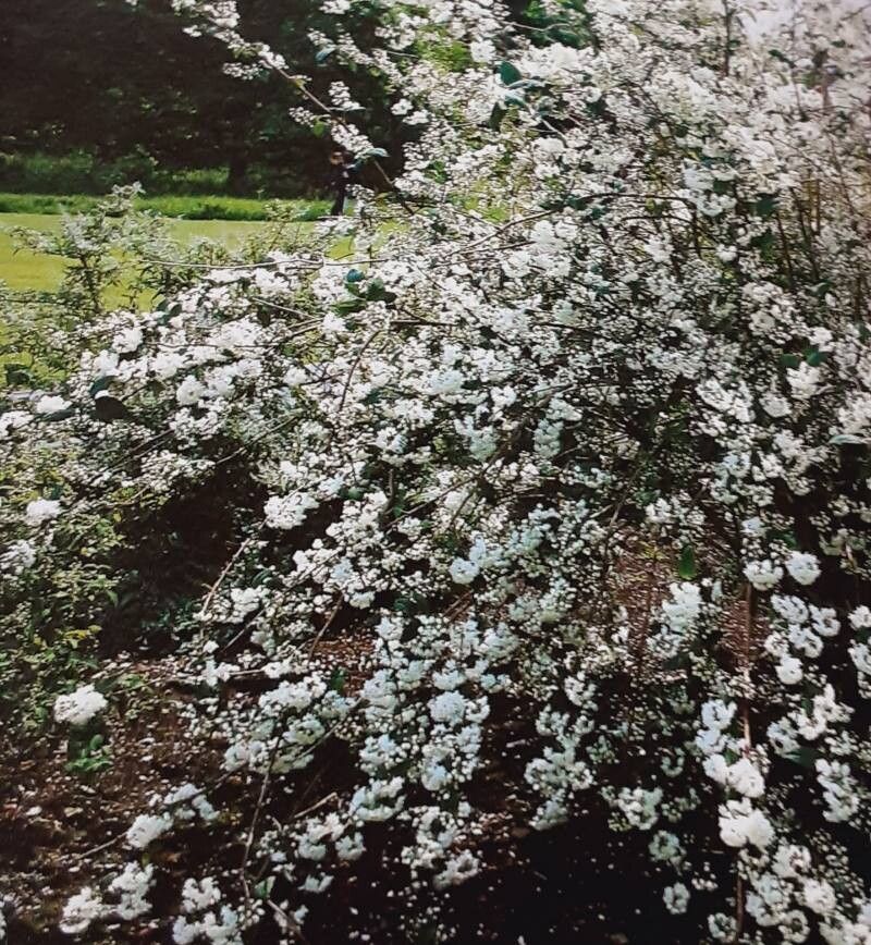 Deutzia × magnifica habit