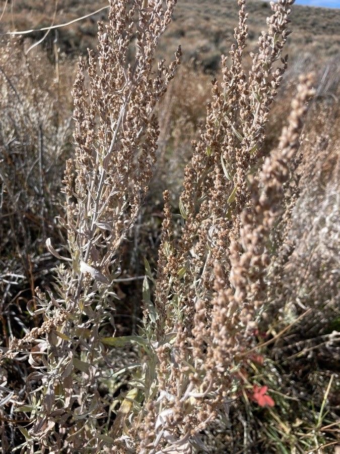 Artemisia cana flower
