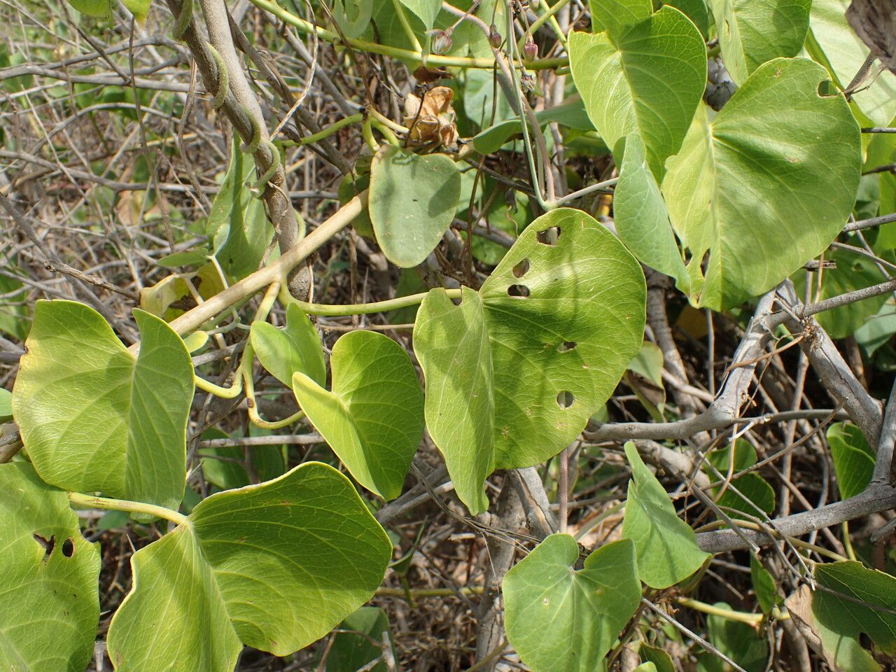 Ipomoea violacea — search result for 'Ipomoea'