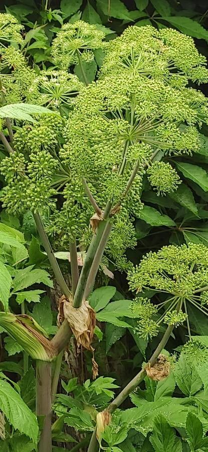 Angelica atropurpurea flower