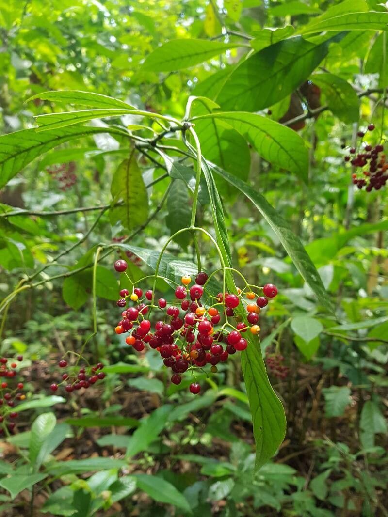 Psychotria marginata fruit