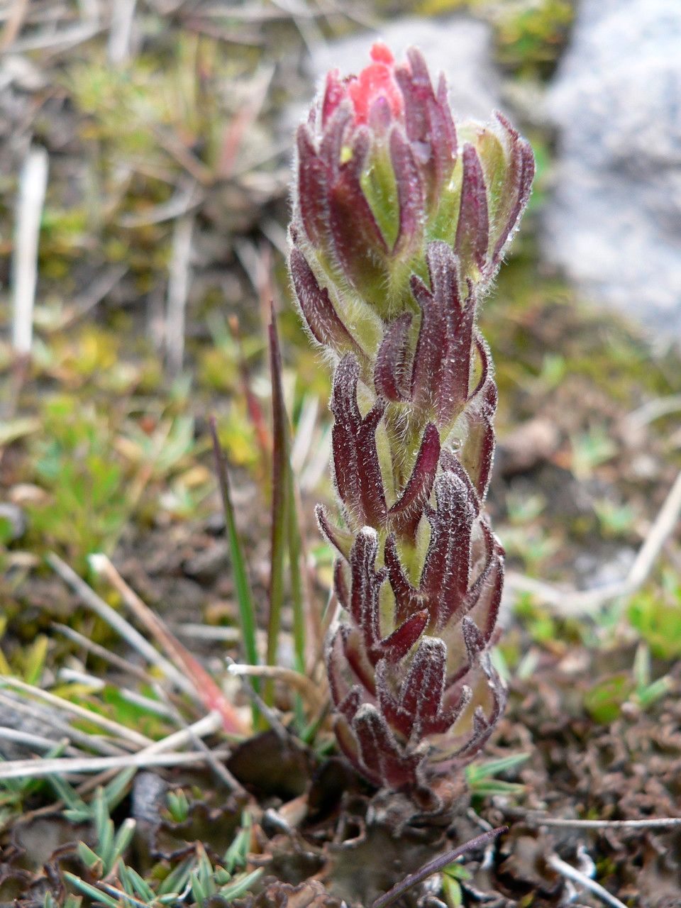 Castilleja nubigena — search result for 'Castilleja'