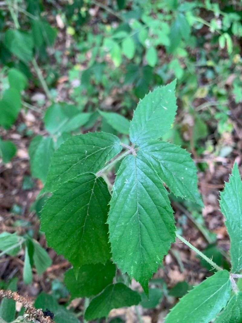 Rubus insectifolius — houseplant care guide