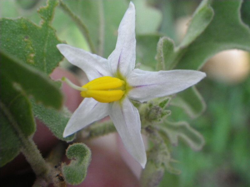 Solanum catombelense flower