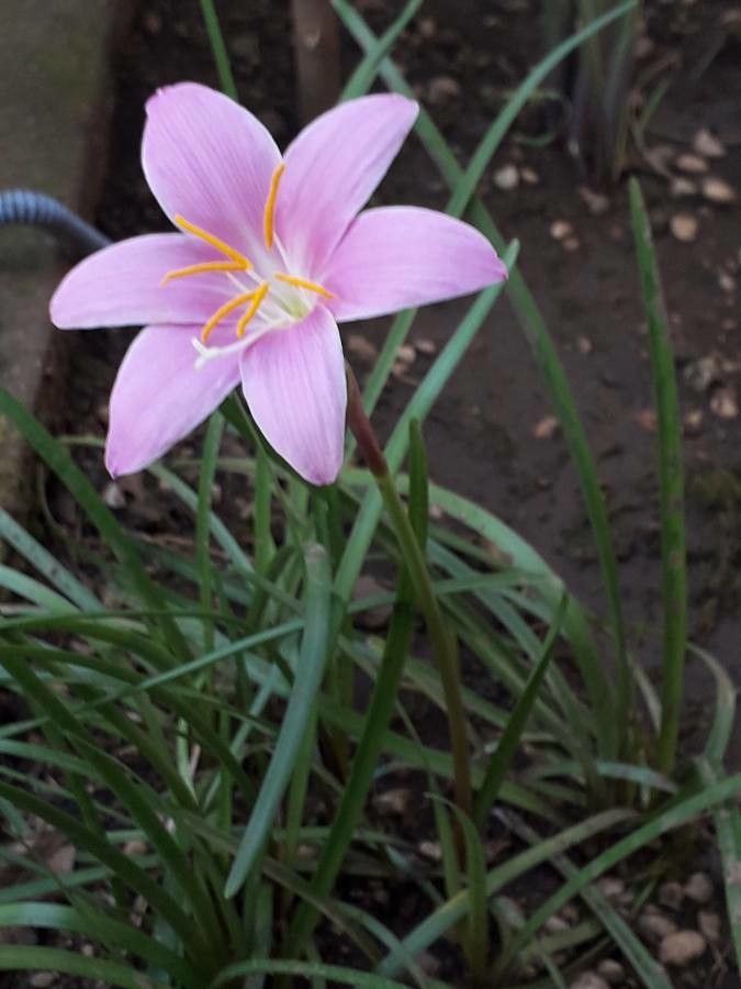 Zephyranthes Carinata habit