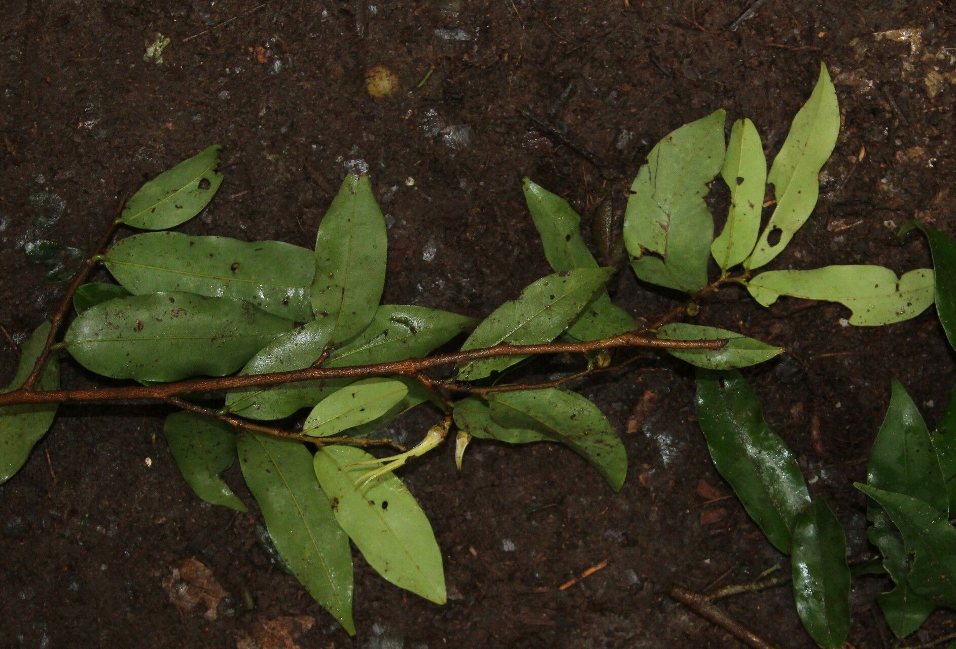 Xylopia pynaertii habit