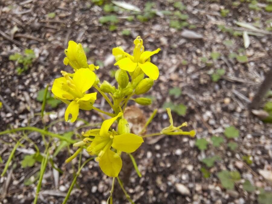 Diplotaxis harra flower
