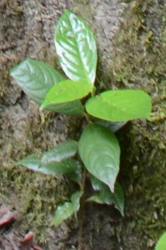 Diospyros sumatrana — houseplant care guide