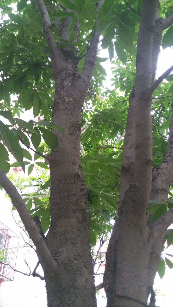 Aesculus chinensis bark