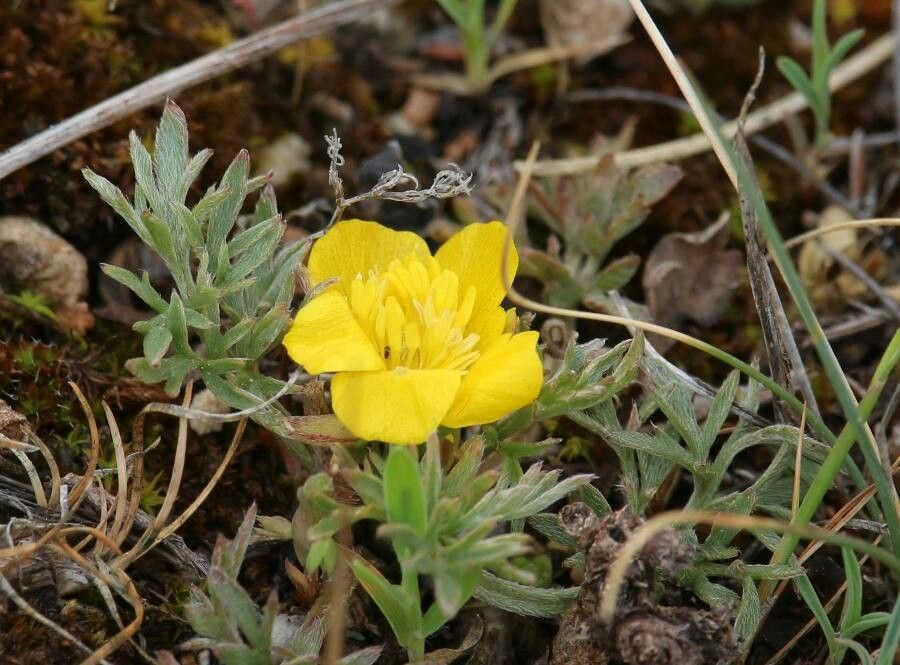 Potentilla millefolia flower