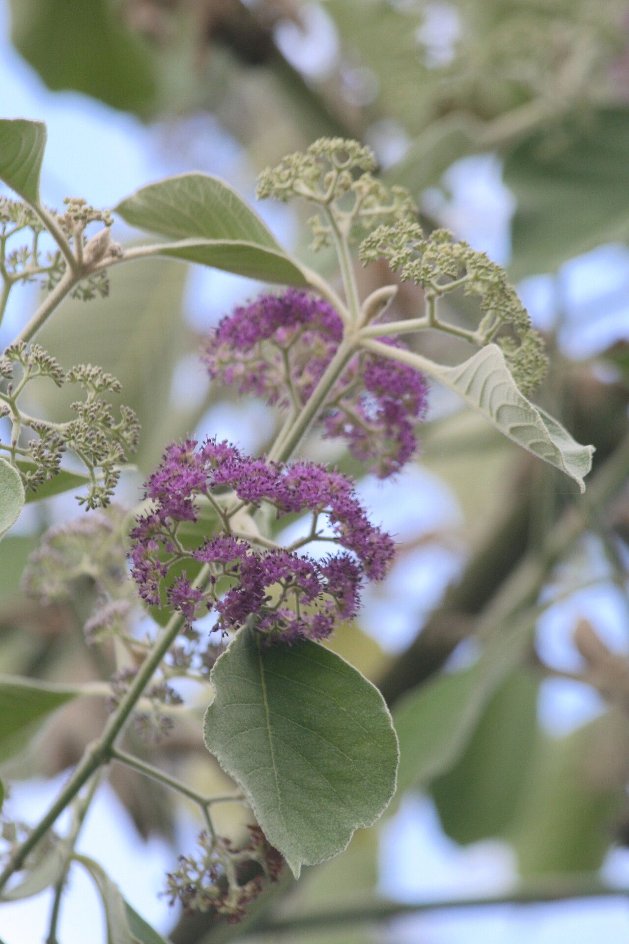 Callicarpa tomentosa — search result for 'Callicarpa'