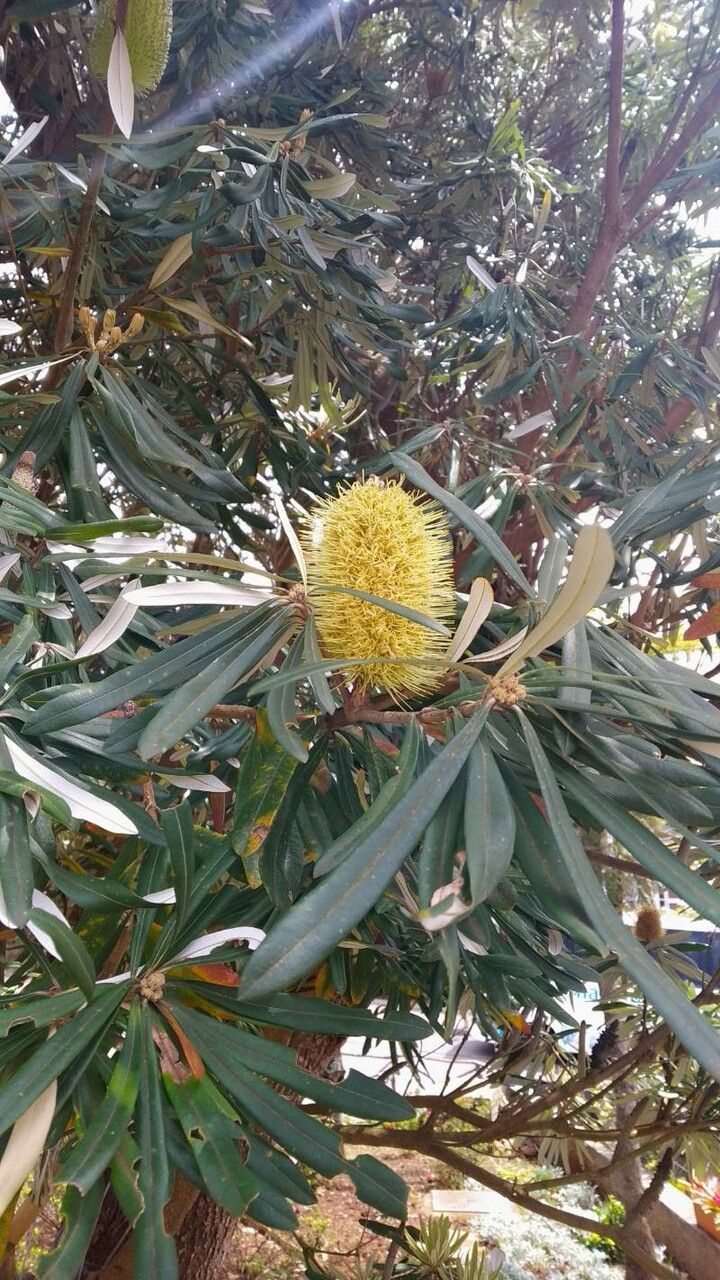 Banksia integrifolia flower