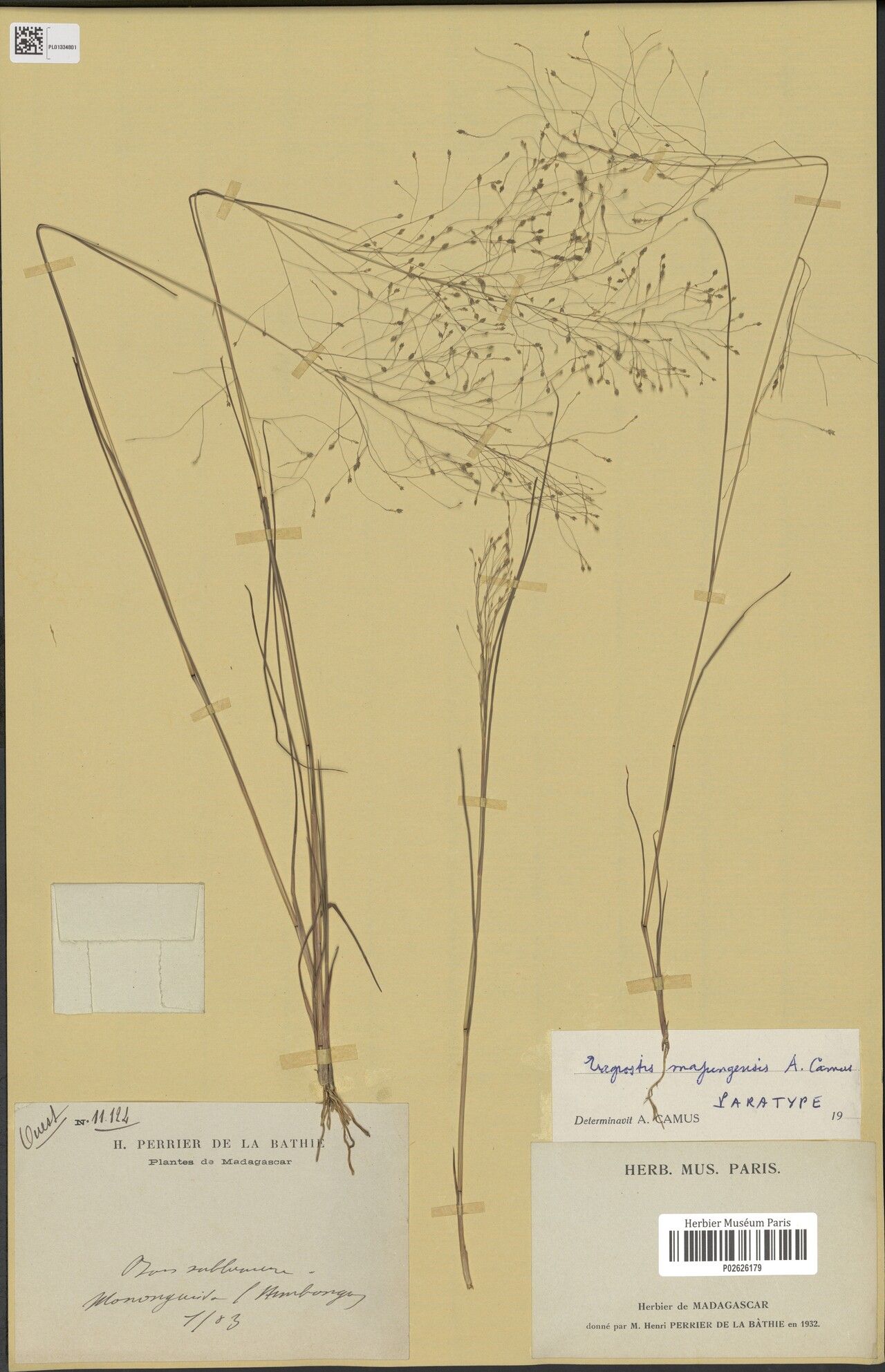 Eragrostis majungensis — search result for 'Eragrostis'