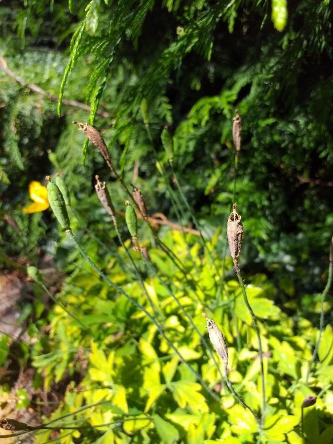 Meconopsis cambrica fruit