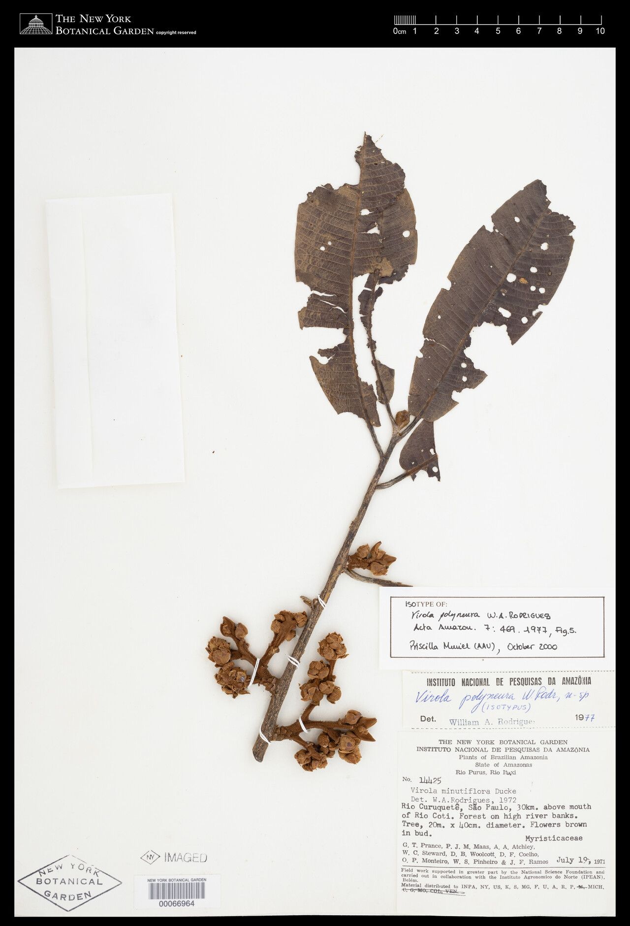 Virola polyneura — houseplant care guide