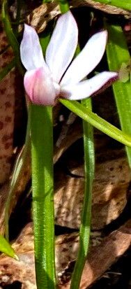 Caladenia alpina — related species from the same genus