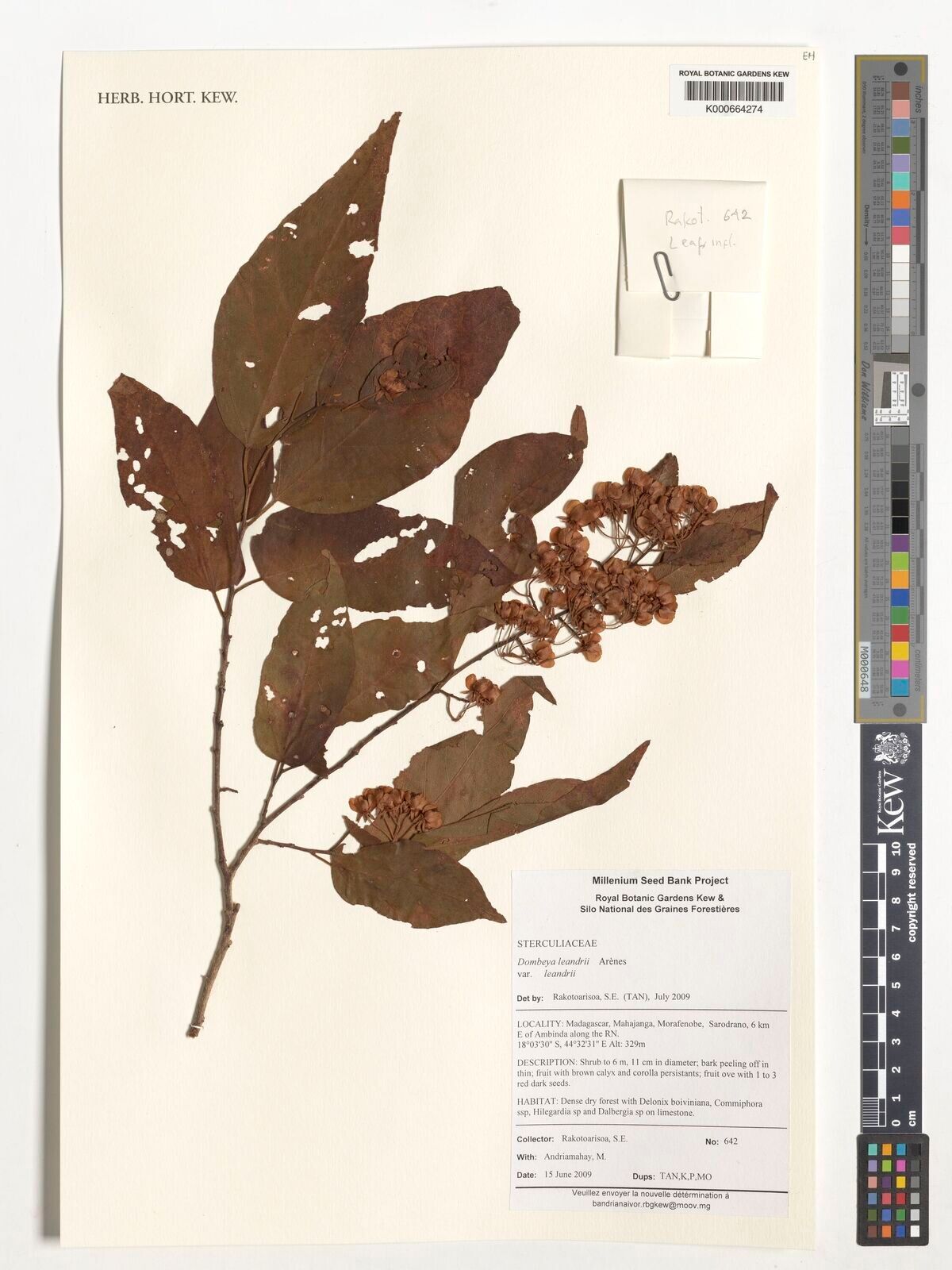 Dombeya leandrii — houseplant care guide