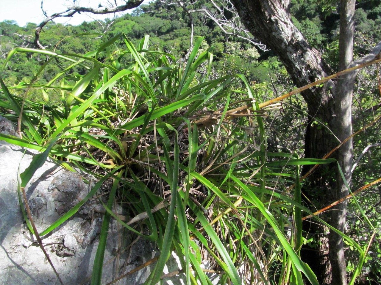 Pitcairnia calcicola — search result for 'Pitcairnia'