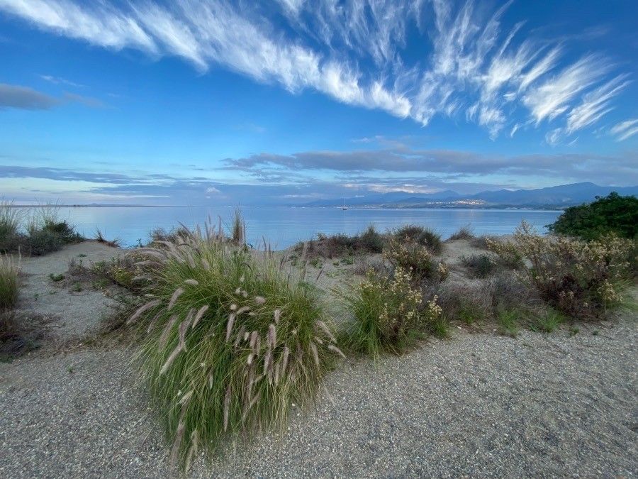 Cenchrus setaceus — search result for 'South Asia'