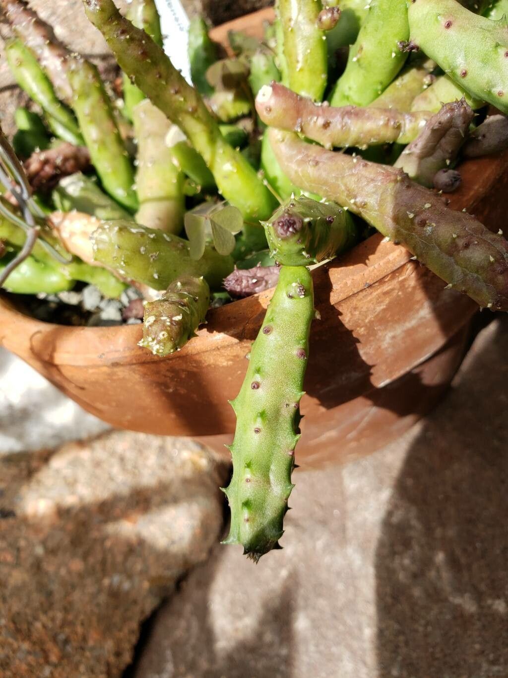 Huernia keniensis — search result for 'Huernia'