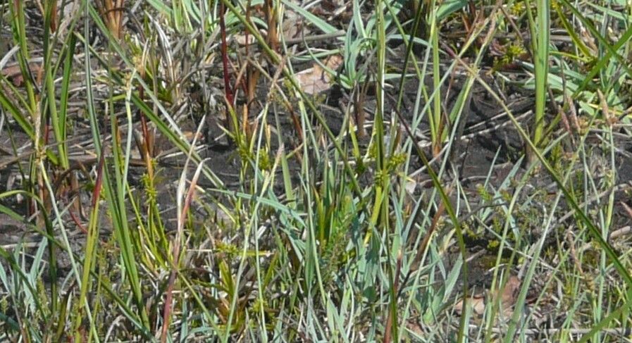 Carex viridula flower