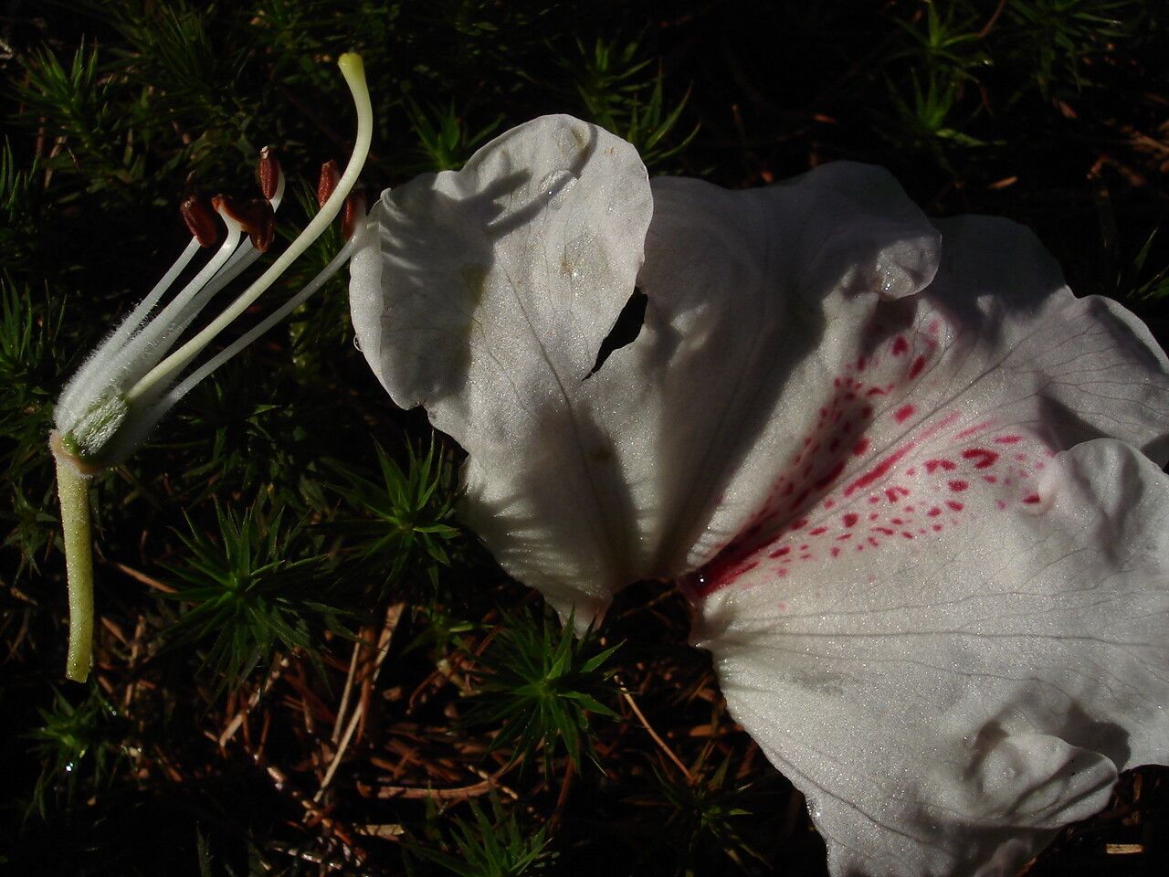 Rhododendron lanatum flower
