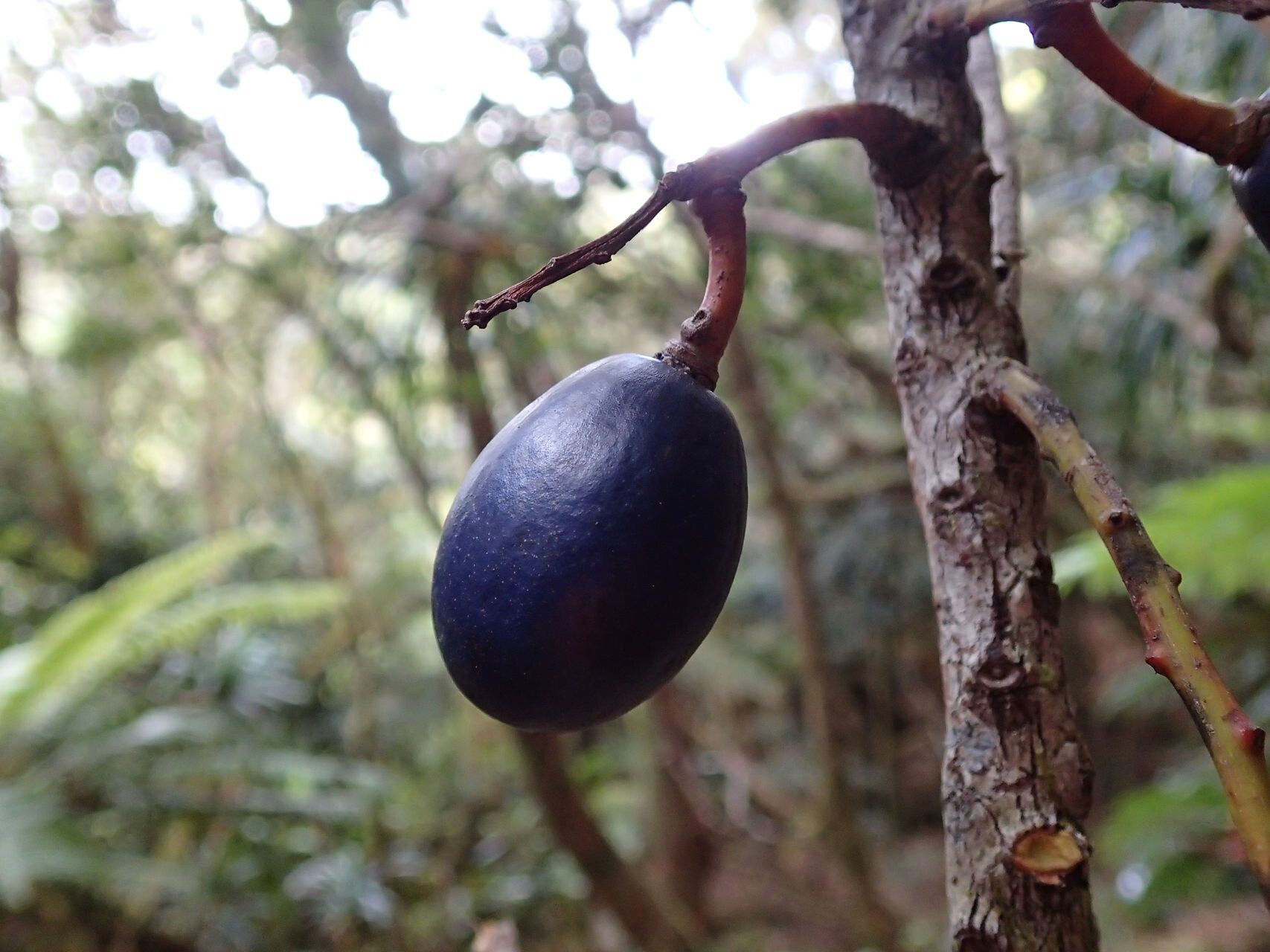 Elaeocarpus brachypodus fruit