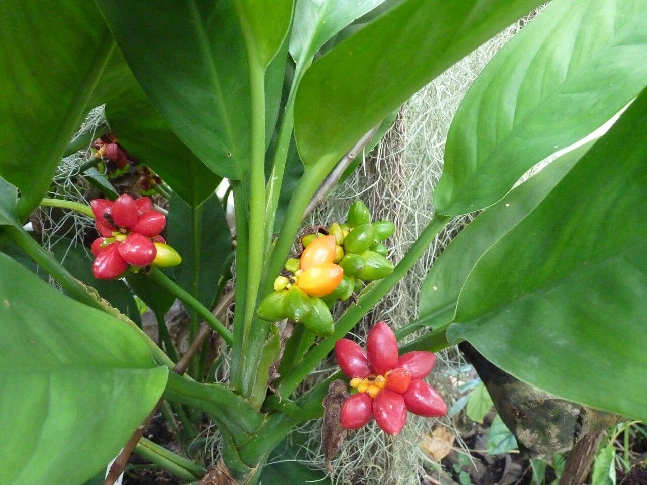 Aglaonema nitidum fruit