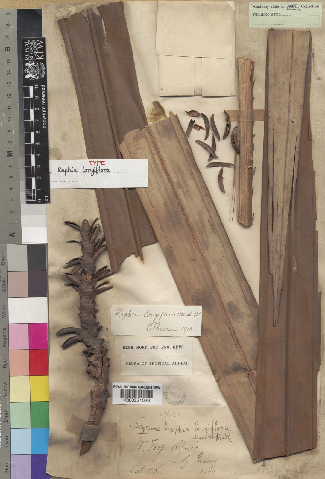 Raphia longiflora — search result for 'Raphia'