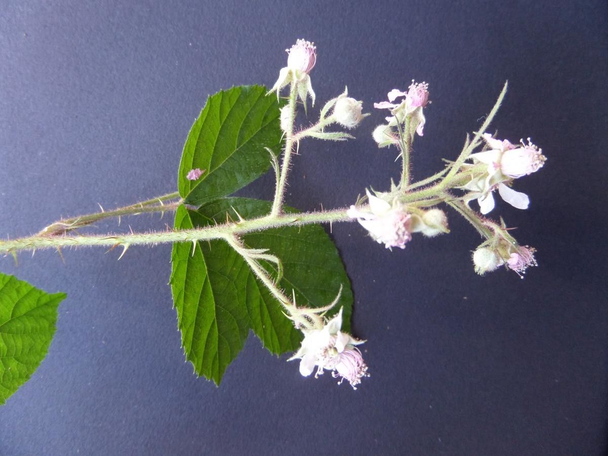 Rubus morvennicus flower