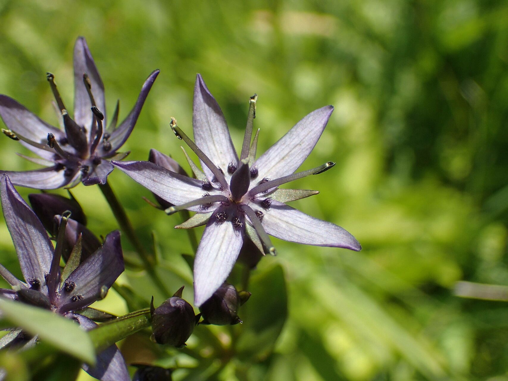 Swertia perennis flower