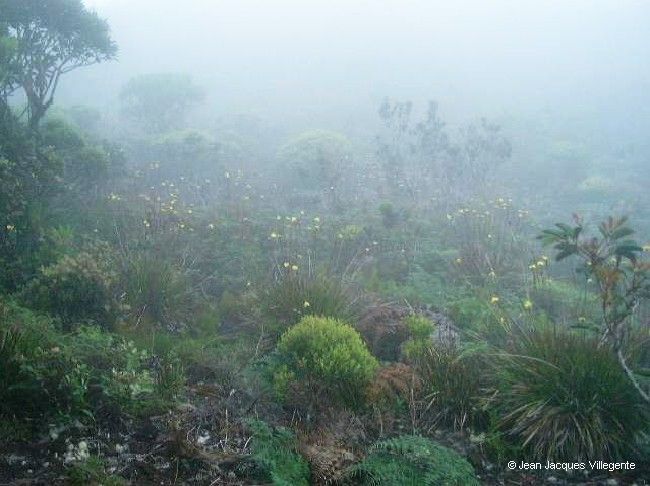 Xyris pancheri habit
