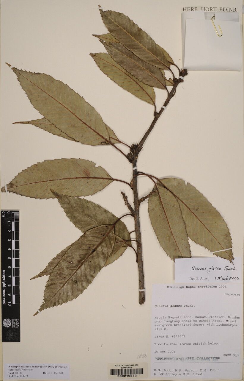 Quercus oxyodon other