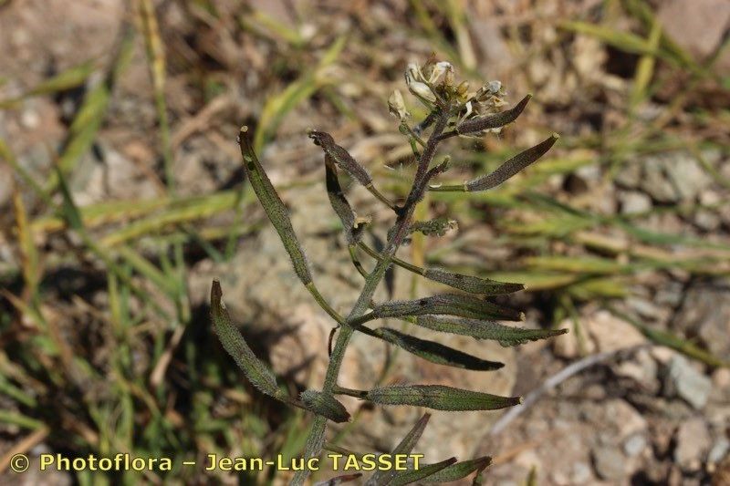 Sinapis flexuosa fruit