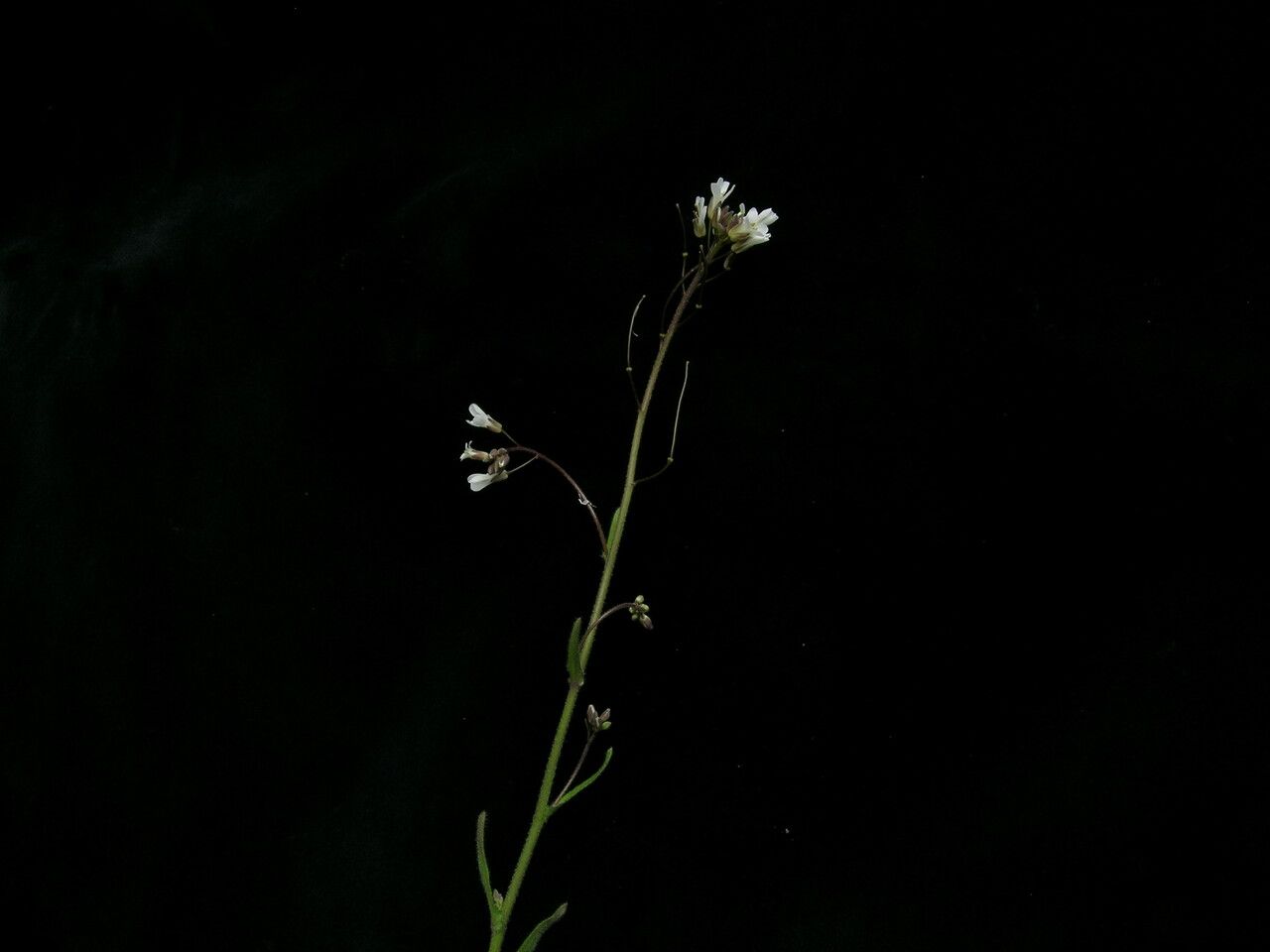 Arabis pterosperma — houseplant care guide