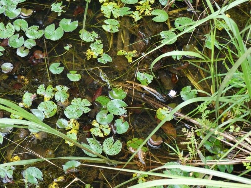 Nymphaea heudelotii leaf