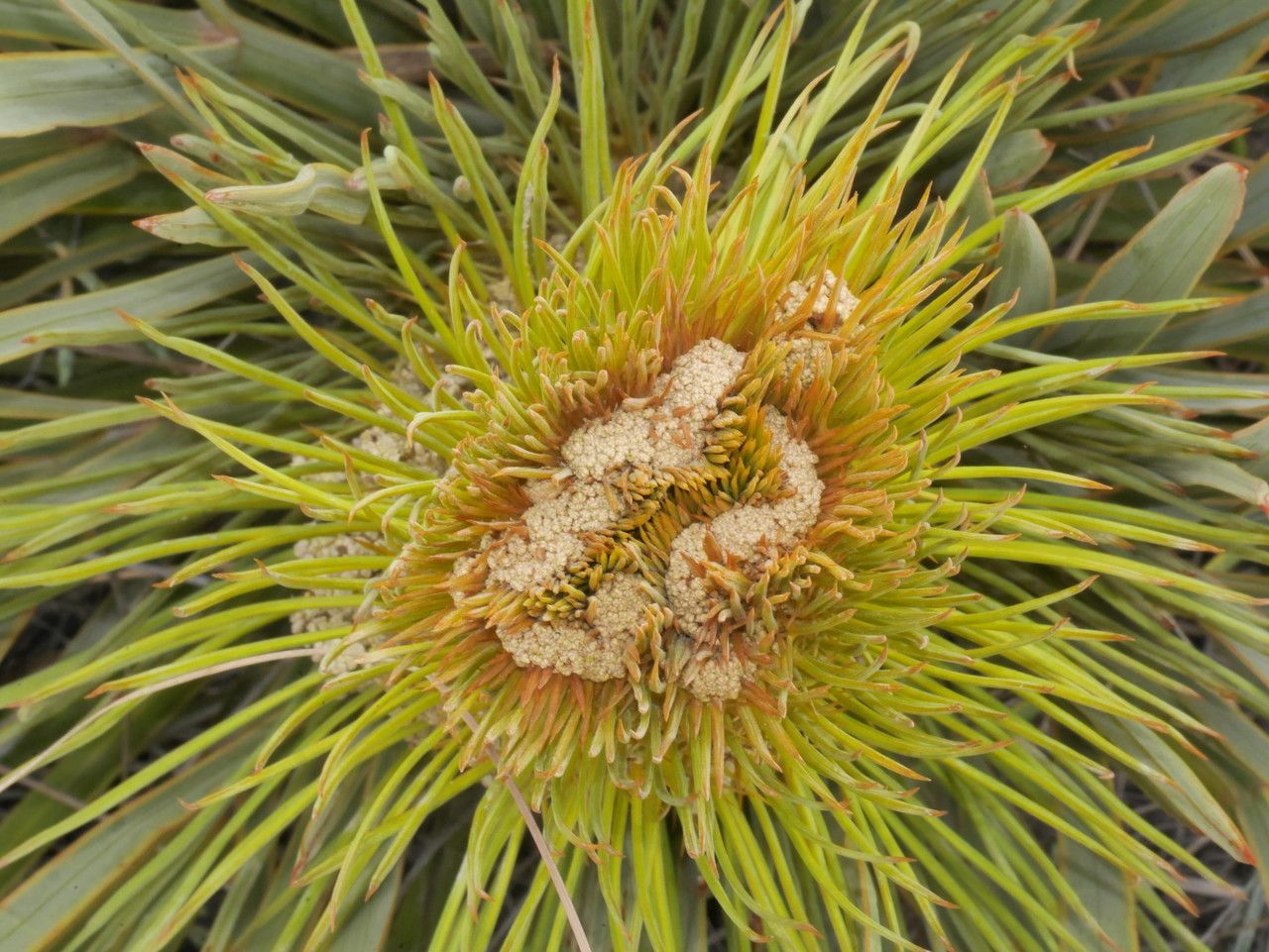 Aciphylla colensoi flower