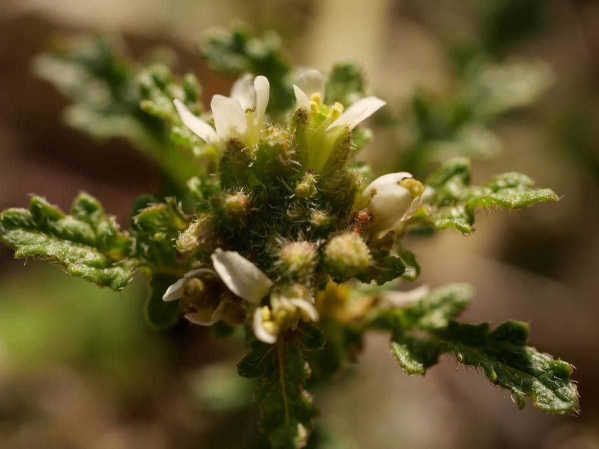 Erucastrum supinum flower