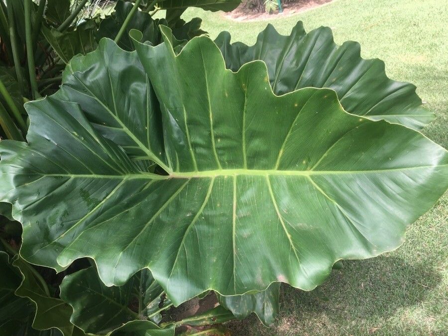 Thaumatophyllum brasiliense