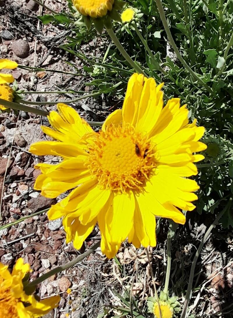 Gaillardia cabrerae flower