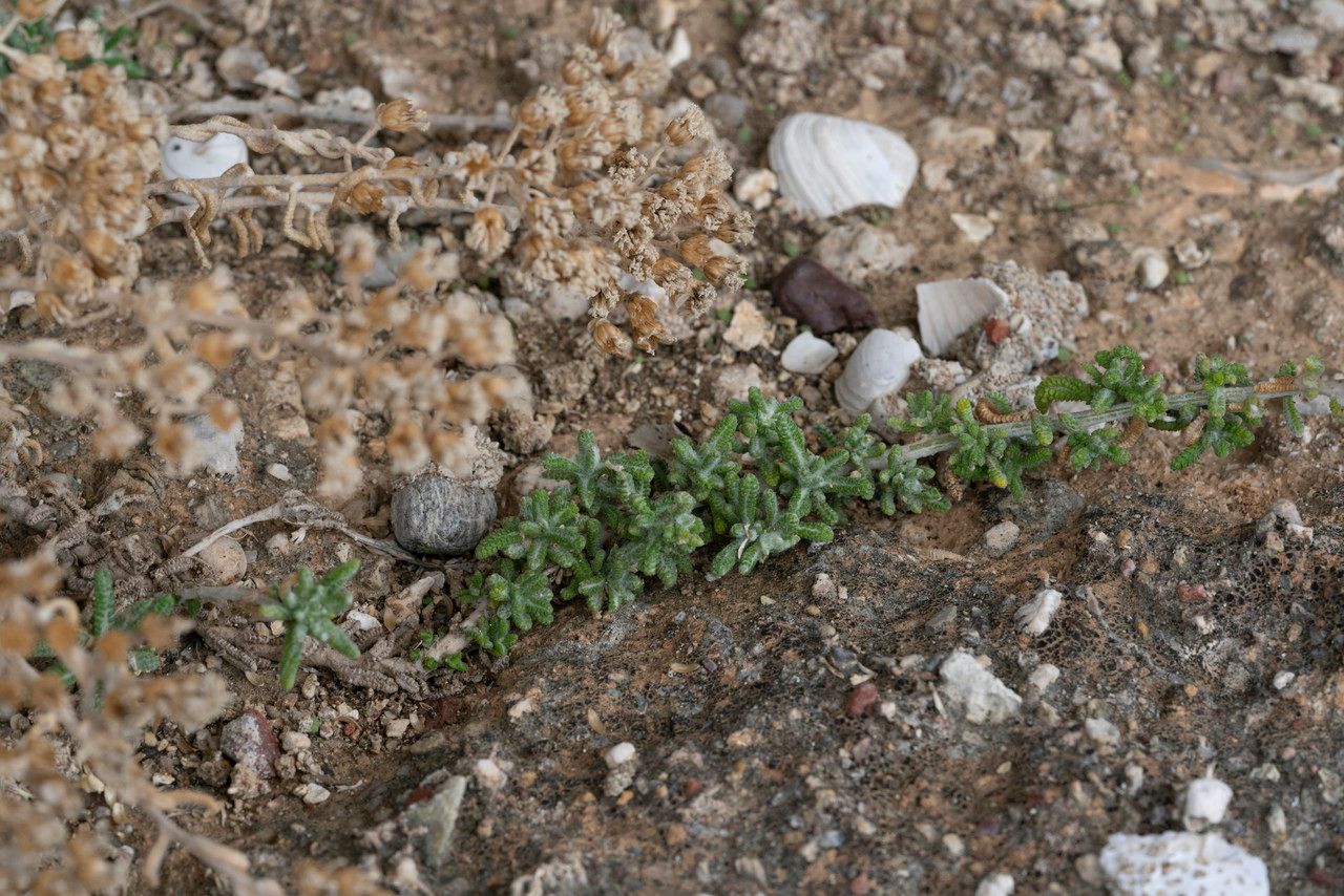 Achillea cretica — search result for 'Achillea'
