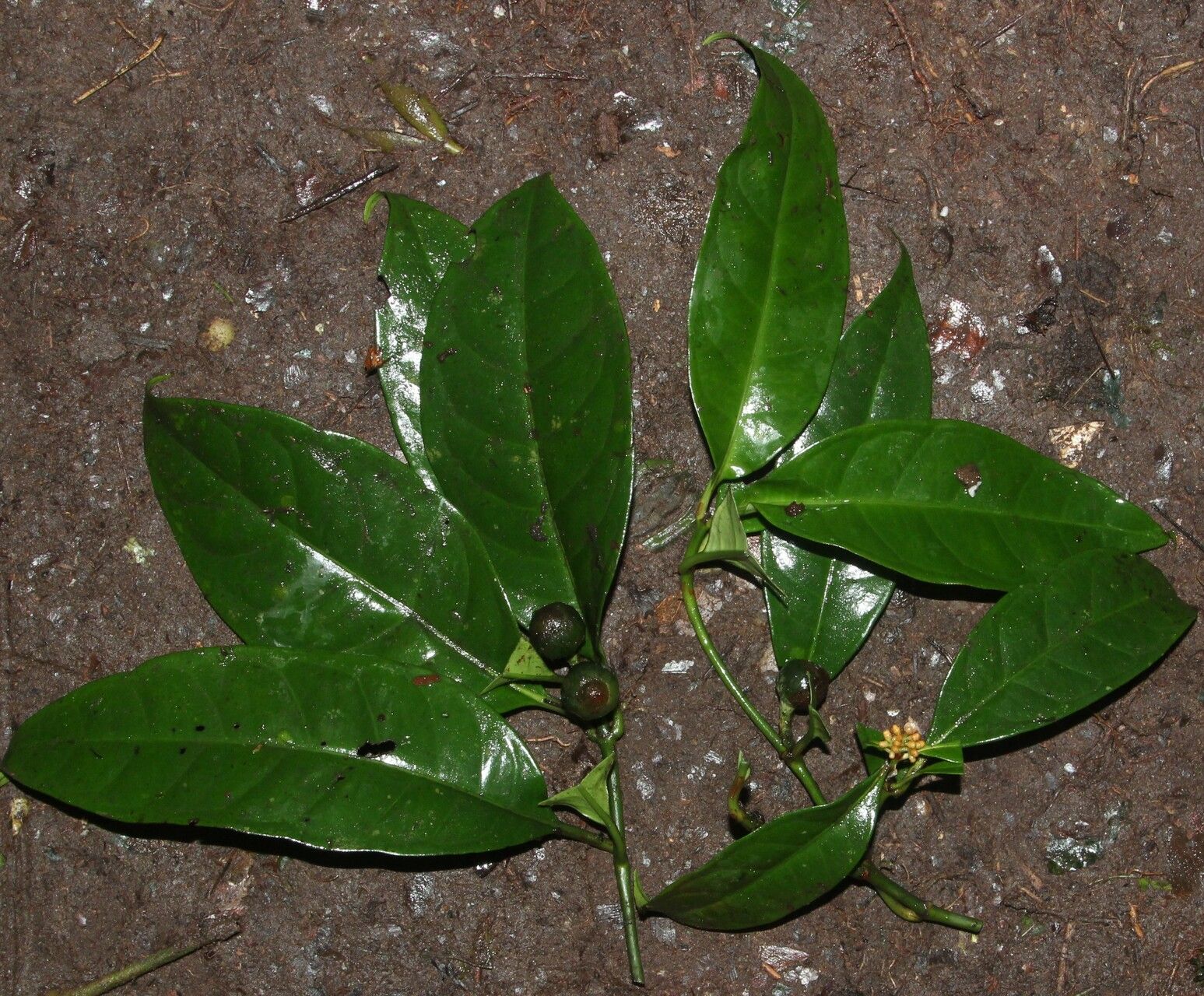 Psychotria dewildei habit
