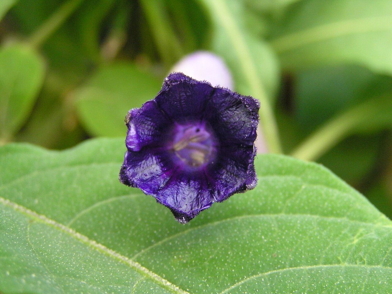 Iochroma calycinum flower