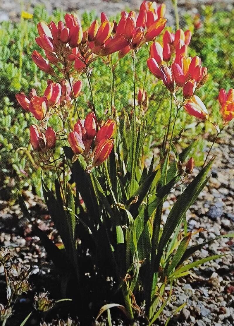 Ixia curta — related species from the same genus