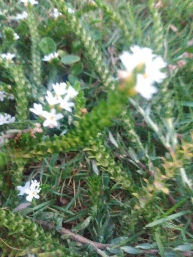 Euploca polyphylla leaf